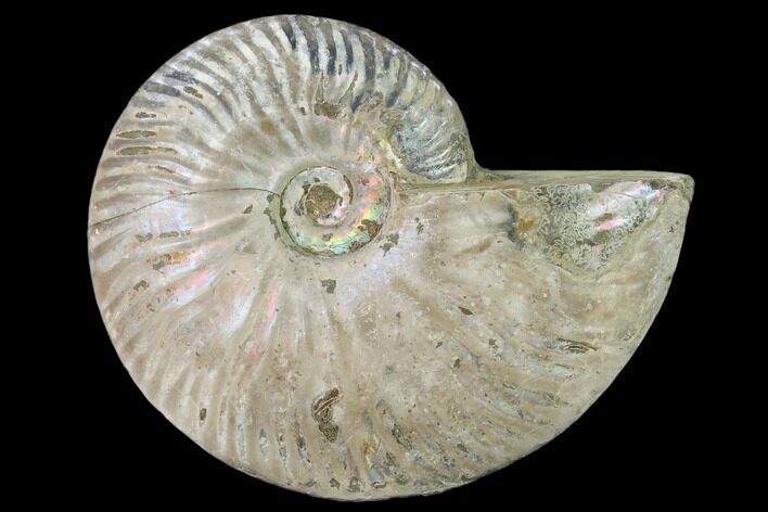 Silver Iridescent Ammonite (Cleoniceras) Fossil - Madagascar #157162